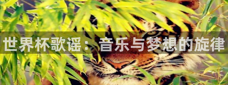世预赛直播：世界杯歌谣：音乐与梦想的旋律